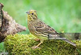 Attēlu rezultāti vaicājumam “Emberiza citrinella juvenile”