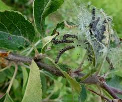 Attēlu rezultāti vaicājumam “Yponomeuta malinellus / cagnagella larva”