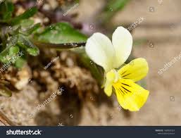 Attēlu rezultāti vaicājumam “Viola tricolor subsp. curtisii”