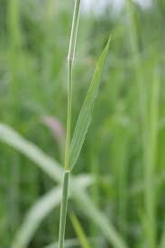Attēlu rezultāti vaicājumam “Holcus lanatus  fruit”