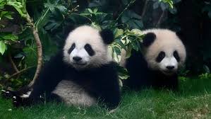 Image result for pandas
