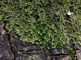 Attēlu rezultāti vaicājumam “Frullania dilatata”