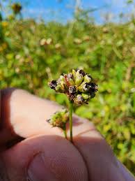 Attēlu rezultāti vaicājumam “Sphacelotheca hydropiperis”
