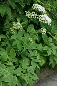 Attēlu rezultāti vaicājumam “Aegopodium podagraria”