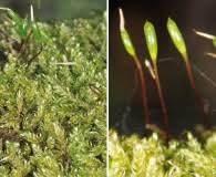 Attēlu rezultāti vaicājumam “Sanionia uncinata”