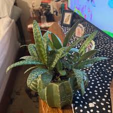 Attēlu rezultāti vaicājumam “Lycogala leopardinum sessile”