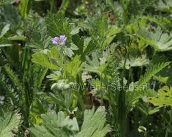 Attēlu rezultāti vaicājumam “Geranium pusillum leaf”