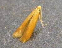 Attēlu rezultāti vaicājumam “Tischeria ekebladella”