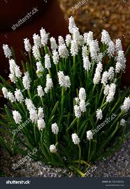 Attēlu rezultāti vaicājumam “Muscari botryoides”