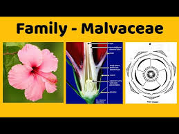 Attēlu rezultāti vaicājumam “Malvaceae”