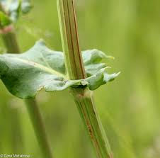 Attēlu rezultāti vaicājumam “Rumex thyrsiflorus”