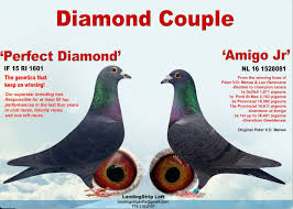 Image result for Meridian Racing Pigeon Lofts