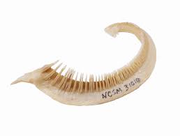 Image result for Ictiobus bubalus