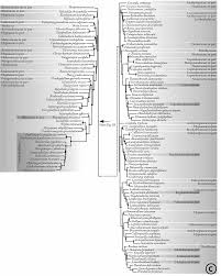 Attēlu rezultāti vaicājumam “Helodium blandowii sporophyte”