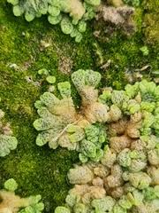 Attēlu rezultāti vaicājumam “Riccia cavernosa”