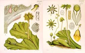 Image result for Marchantia polymorpha