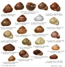 Attēlu rezultāti vaicājumam “Arianta arbustorum”