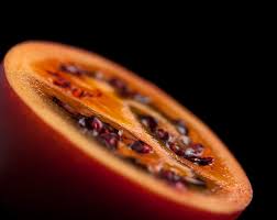 Attēlu rezultāti vaicājumam “Linaria loeselii fruit”