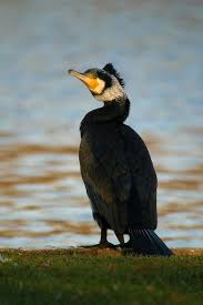 Image result for Phalacrocorax carbo