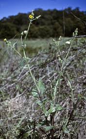 Attēlu rezultāti vaicājumam “Sonchus asper flower”