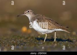 Attēlu rezultāti vaicājumam “Actitis hypoleucos adult”