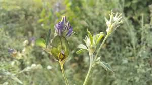 Attēlu rezultāti vaicājumam “Medicago x varia  flower”