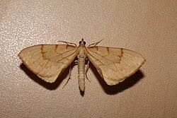 Attēlu rezultāti vaicājumam “Eulithis pyraliata”