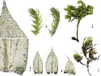 Attēlu rezultāti vaicājumam “Isothecium myosuroides”