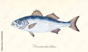 Image result for Dicentrarchus labrax