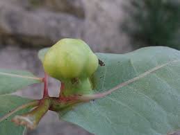 Attēlu rezultāti vaicājumam “Aphis confusa”