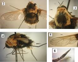 Attēlu rezultāti vaicājumam “Bombyliidae”