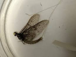 Attēlu rezultāti vaicājumam “Ephemera sp.”