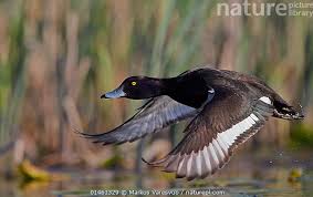 Attēlu rezultāti vaicājumam “Aythya fuligula male”