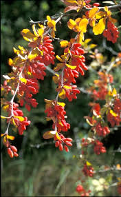 Attēlu rezultāti vaicājumam “Berberis vulgaris”