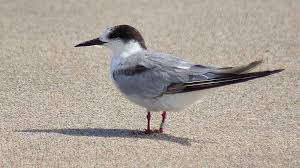 Attēlu rezultāti vaicājumam “Sterna hirundo”
