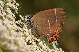 Attēlu rezultāti vaicājumam “Satyrium w-album”