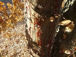 Attēlu rezultāti vaicājumam “Anthostoma decipiens”