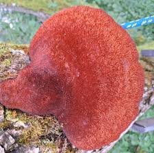 Attēlu rezultāti vaicājumam “Inonotus leporinus”