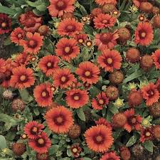 Image result for Gaillardia