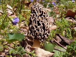 Attēlu rezultāti vaicājumam “Morchella sp.”