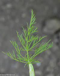 Attēlu rezultāti vaicājumam “Carum carvi leaf”