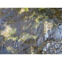 Attēlu rezultāti vaicājumam “Lemanea fluviatilis”