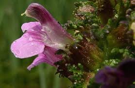 Attēlu rezultāti vaicājumam “Pedicularis palustris”