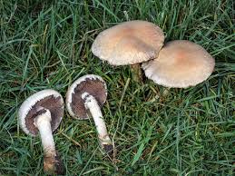 Attēlu rezultāti vaicājumam “Psathyrella lacrymabunda”