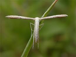 Attēlu rezultāti vaicājumam “Adaina microdactyla”