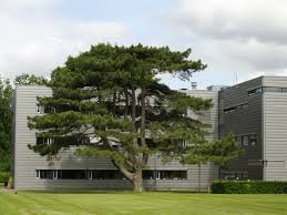 Attēlu rezultāti vaicājumam “Pinus nigra”