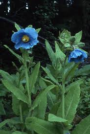 Image result for Meconopsis betonicifolia