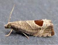 Attēlu rezultāti vaicājumam “Notocelia uddmanniana”