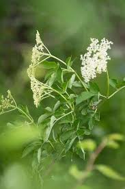 Attēlu rezultāti vaicājumam “Sambucus nigra flower”