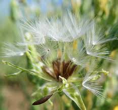 Attēlu rezultāti vaicājumam “Lactuca sativa flower”